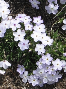 Phlox spp.